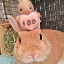 はっぴぃココ
