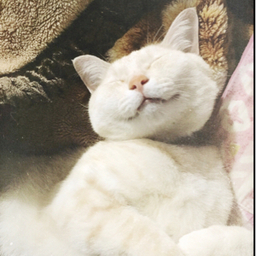 ＊chirokuro＊