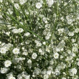 babybreath42