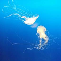 ☆海月☆