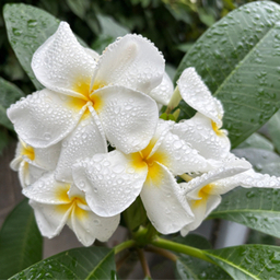naluhaku-Hawaii