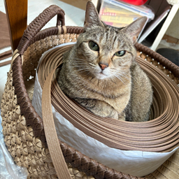 猫又