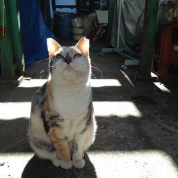 shellie
