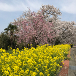 maimai0417