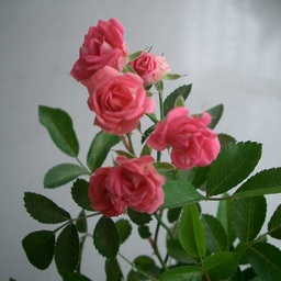 sweetstar