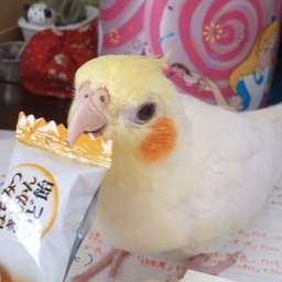 denpamonkey