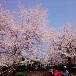元道