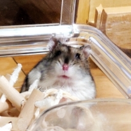 トニオット