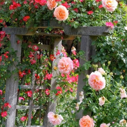 ❁︎mellow garden❁︎