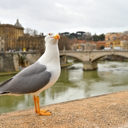 Rocca Create
