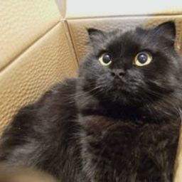 ねこだらけ本舗