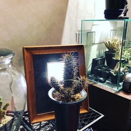 alohalight