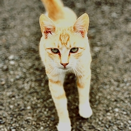 harineko 