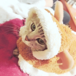 nekonekomeru