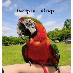 toripi824