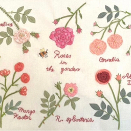 Rosa