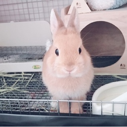 mayu🐰