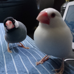 あららぎ工房