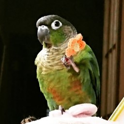 マール