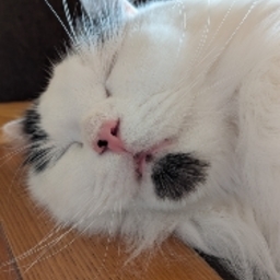 コハチャ