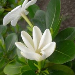 mokihanarin