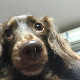 ochosu