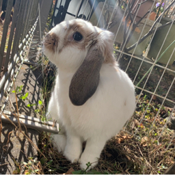 Charmly