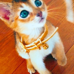 LARa CATS
