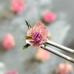dryflowersss