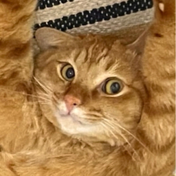 ココ太
