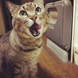 みくり