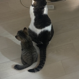 みそねこあみもの