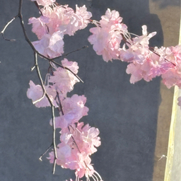 花が咲く太陽浴びて