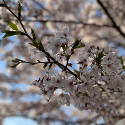 sakura19980
