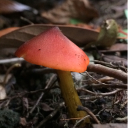 オレンジ アンブレラ