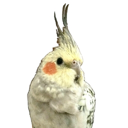 peach-craft