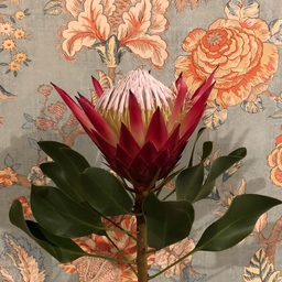 mikeflower 