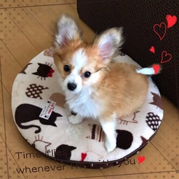 へまちゃん