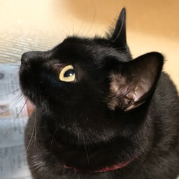 にゃほ