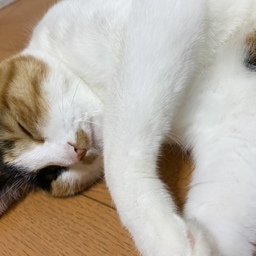 crcat