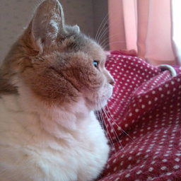 ねころび