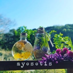 myosotis0205