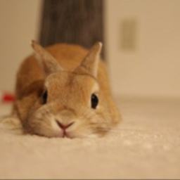 ❥月とｳｻｷﾞ❥