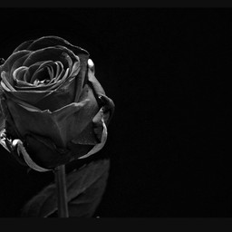 BLACK ROSE CROWN