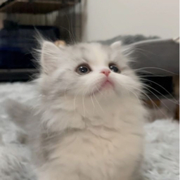 nyanchannn