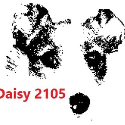 daisy2105