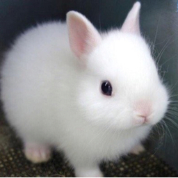 うさぎ❤︎