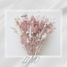 lino2525