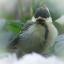 Little Bird