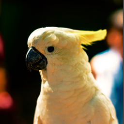 golgonzora